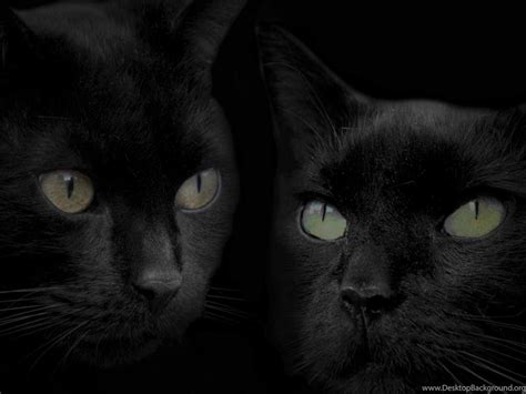 black cats hd wallpapers desktop background