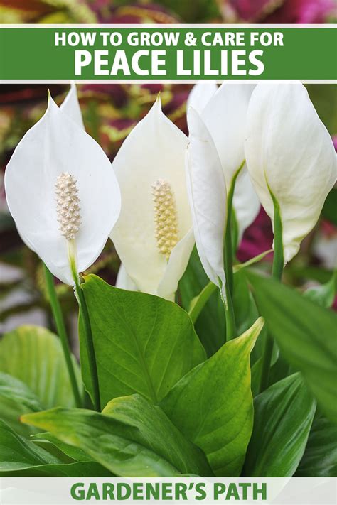 How To Grow And Care For Peace Lilies Gardeners Path