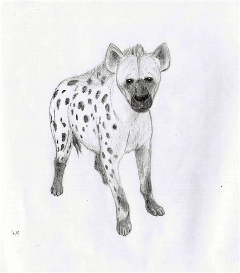 Top 91 Pictures How To Draw A Hyena Step By Step Completed 102023