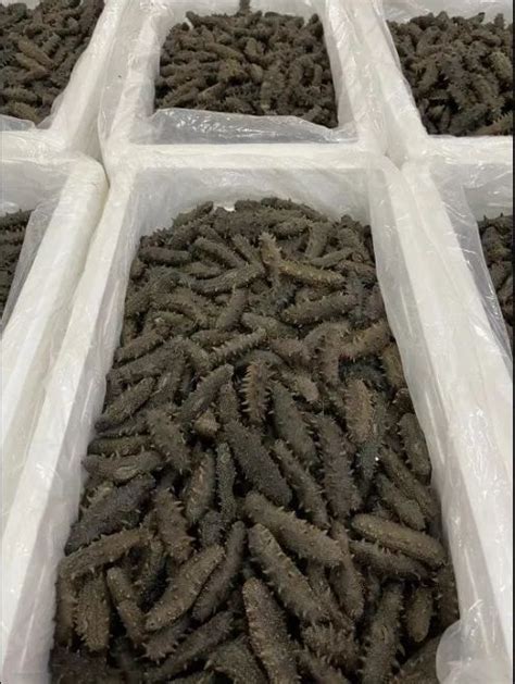 Buy Dried And Frozen Sea Cucumber Mdr