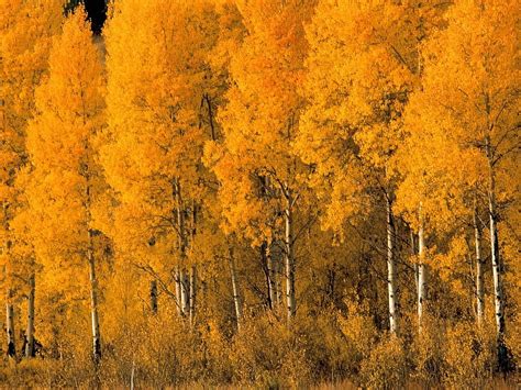 Landscape Nature Trees Autumn Birches Hd Wallpaper Pxfuel