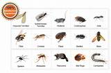 Images of Pest Identification Uk