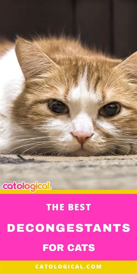 The Best Decongestants For Cats Cat Sneezing Remedies