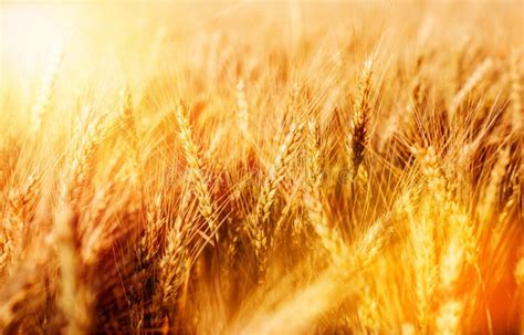 Wheat Stock Image Image Of Countryside Crop Field 118920605