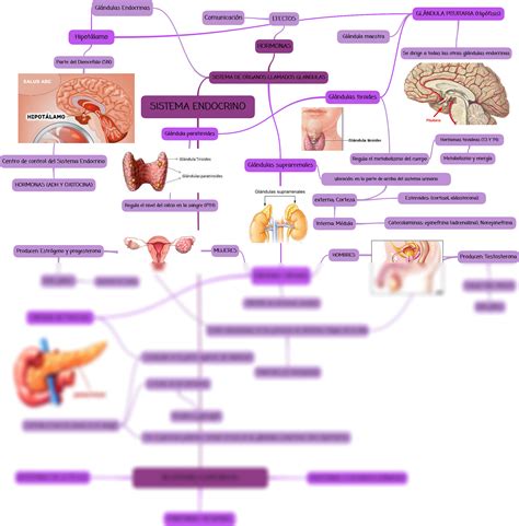 Solution Mapa Conceptual Sist Endocrino Y Metabolismo Celular Studypool