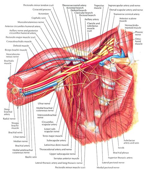 Axilla Anterior View Shoulder Anatomy Arteries Anatomy