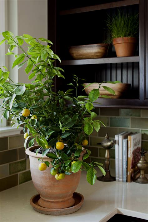 The Plant Thatll Make It Feel Like Summer In Your Home All Year Long