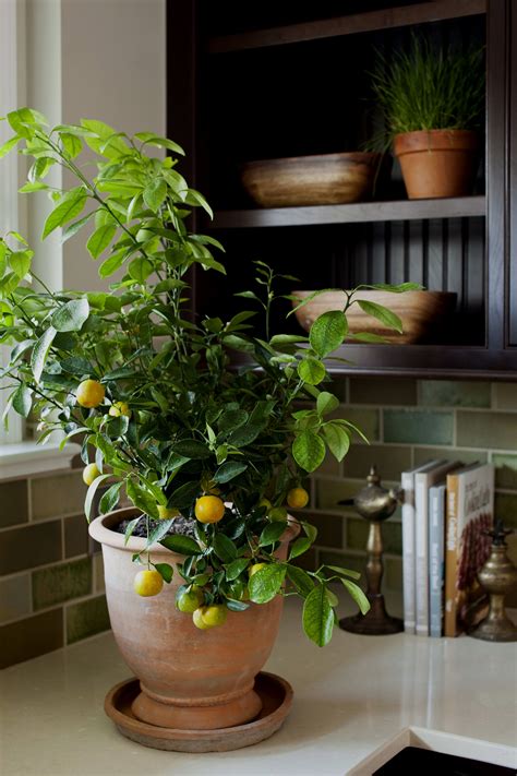 How To Grow A Lemon Tree - Indoor Plant Guide | Indoor lemon tree, Indoor plants, Indoor garden