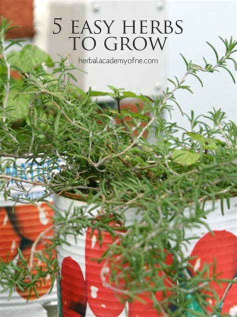 5 Easy Herbs To Grow Herbal Academy Easy Herbs To Grow Herbs