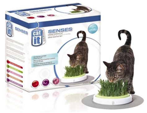 When it comes down to it, is cat grass safe? Cat Grass - Why Do Cats Eat Grass?