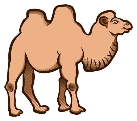 Camel Clipart Hump Camel Hump Transparent FREE For Download On