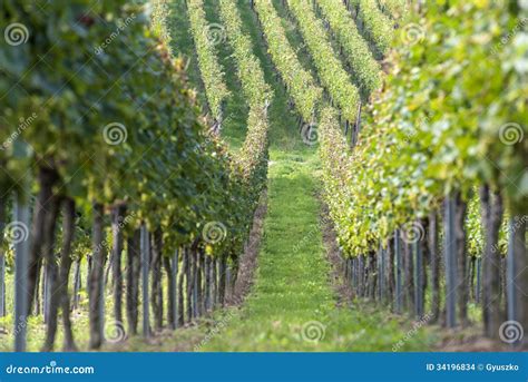 Beautiful Rows Of Grapes In The Vineyard Stock Photo Image Of Farm