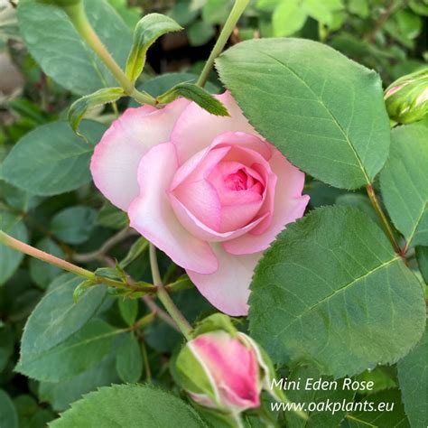 Роза Mini Eden Rose Cl126