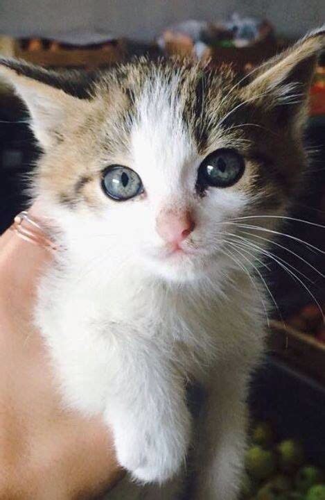 Pin By Stella Maris On Noah Kittens Cutest Cute Cats Cute Animals