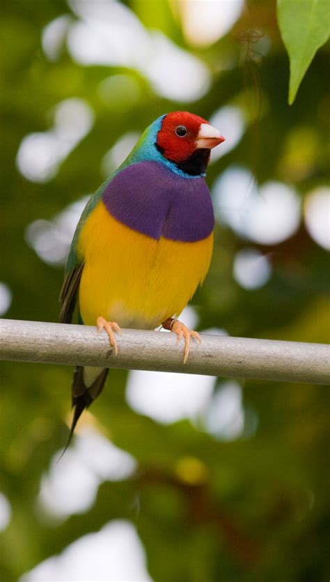 The Gouldian Finch Erythrura Gouldiae Best Htc One Wallpapers Free