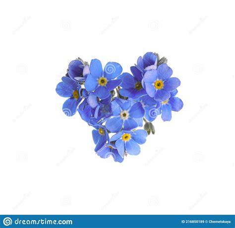 Heart Made With Blue Forget Me Not Flowers Isolated On White Stock