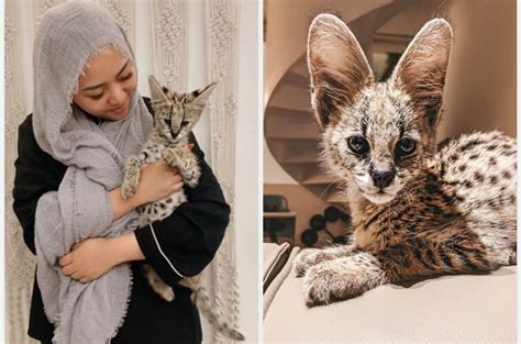 5 Artis Yang Pelihara Kucing Mahal Milik Rachel Vennya Seharga Mobil
