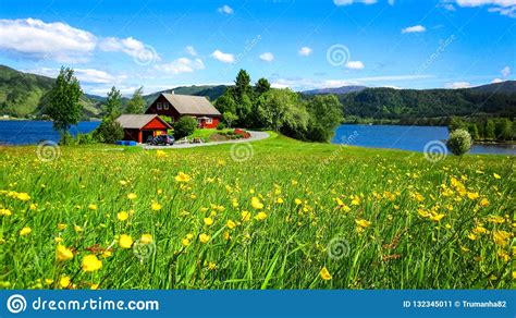 Spring Landscape With A Meadow Of Wild Yellow Buttercup Flowers And A
