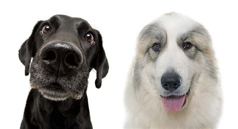 Depending on which parent a lab and pyrenees mix resembles, her coat may be solid yellow, black, or chocolate like a labrador. Pyrador - The Labrador Retriever and Great Pyrenees Dog Mix