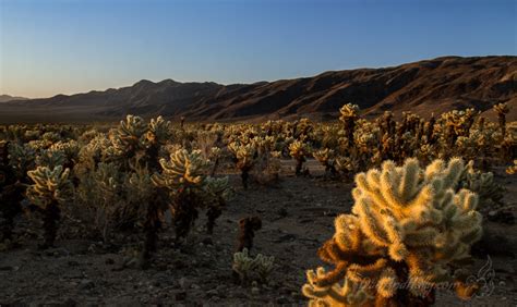Cholla Cactus Garden At Sunrise