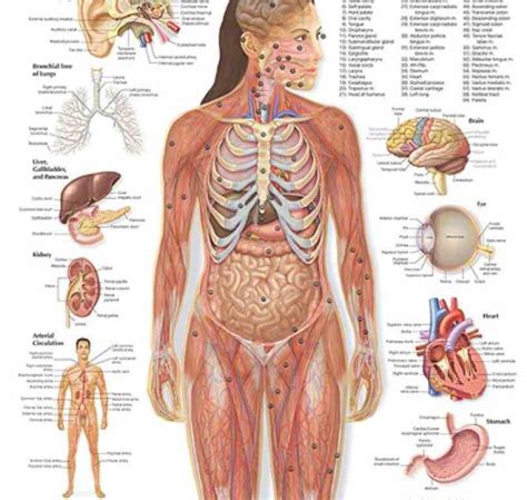 Human body organ diagram rome fontanacountryinn com. it may develop into fetus external genitals consist ...