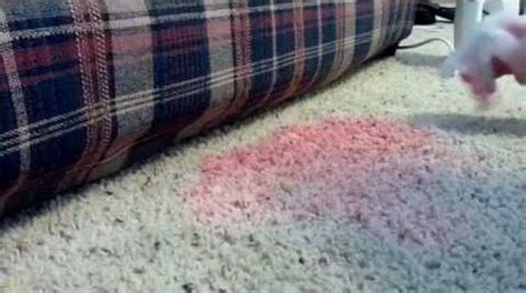 Go straight to the tide/dawn water combo w/ a white cloth and a hot iron. How To Get Kool-Aid Out Of Your Carpet ...