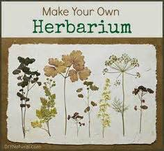 Ein herbarium oder herbar (v. Herbarium | 20er, Vorlagen und Anleitungen