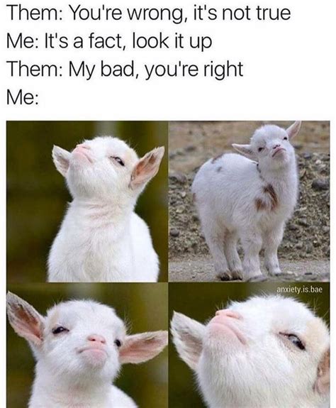 My Baby Goats Make This Face All The Time Animal Memes Funny