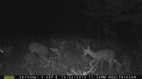 Watch The Creepiest Midnight Deer Fight Youll See All Week Far Side