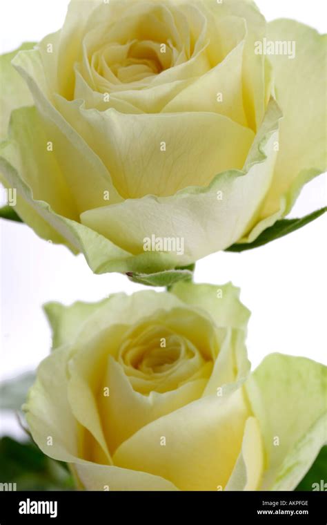 Single Stemmed Yellow Roses Stock Photo Alamy