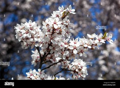 Prunus Cerasifera Hessei Cherry Plum Flowering Stock Photo Alamy