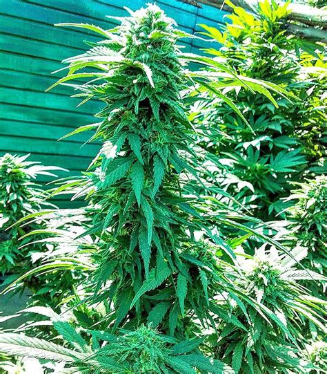 Vente De Graines De Cannabis Ruderalis Indica Regular Sensi Seeds