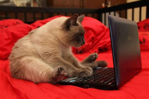 Cat Computer Memes Imgflip