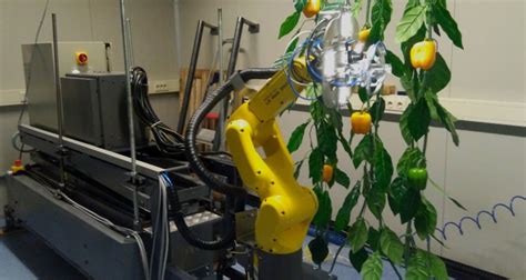 New Sweet Pepper Harvesting Robot Sweeper Ready For Testing In