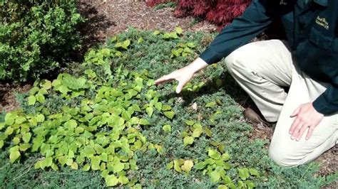 How To Clear A Garden Full Of Weeds Day Nursery