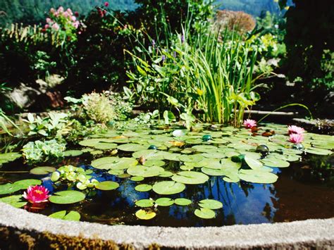 Discover The Joys Of Pond Gardening Hgtv