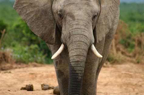 Addo Elephant National Park The Ultimate South African Safari Park Guide