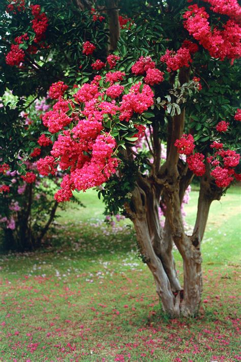 Trees and shrubs, mostly restricted to the new world tropics and not represented in australia. Crepe Myrtle - Burke's Backyard