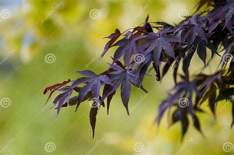 Purple Autumn Leaves Stock Image Image Of Flora Fall 10968921