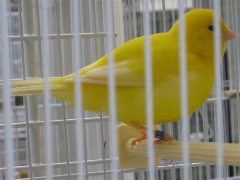 Canary Tales Dians Spectacular Color Bred Canaries