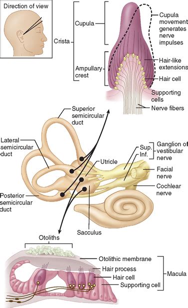 Vestibular System Disorders Neupsy Key