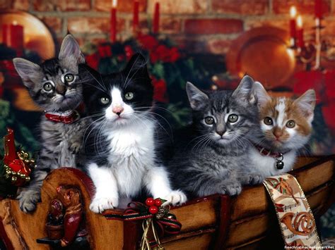 Gatitos Navideños 1280x800 Gatos Gatos Navidad Animales Navideños