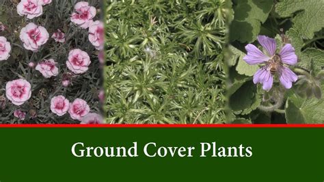 18 Great Ground Cover Plants Choose The Best For Your
