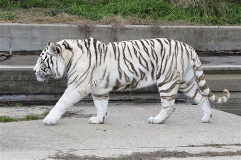 Tigre Blanco Comiendo