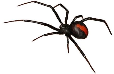 Australian Spiders Venomous Redback Spider Poisonous Funnel Web