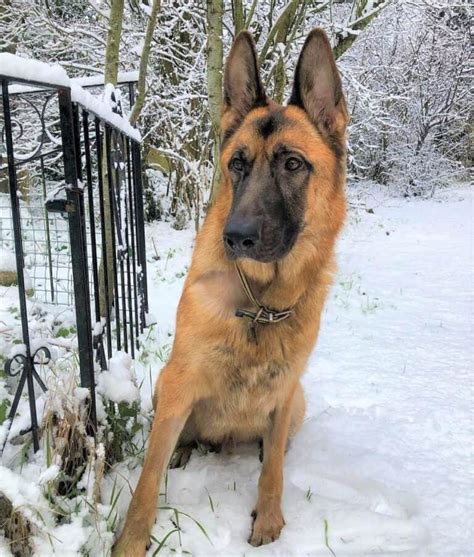 Giant German Shepherd Facts About The Oversized Shepherd