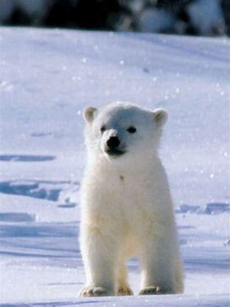 Small Cute Polar Bear In The Glittering Snow Baby Polar Bears Cute
