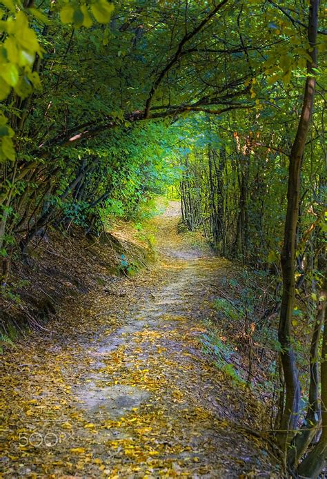 🇧🇦 Forest Path Sarajevo Bosnia And Herzegovina By Mevludin