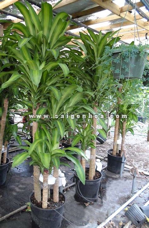 It is called a corn plant because of the resemblance of the stem to a corn stalk. Dracaena massangeana cane is the best interior plant (With ...