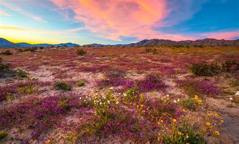 Anza Borregeo Desert Wildflowers Superbloom San Diego God Flickr